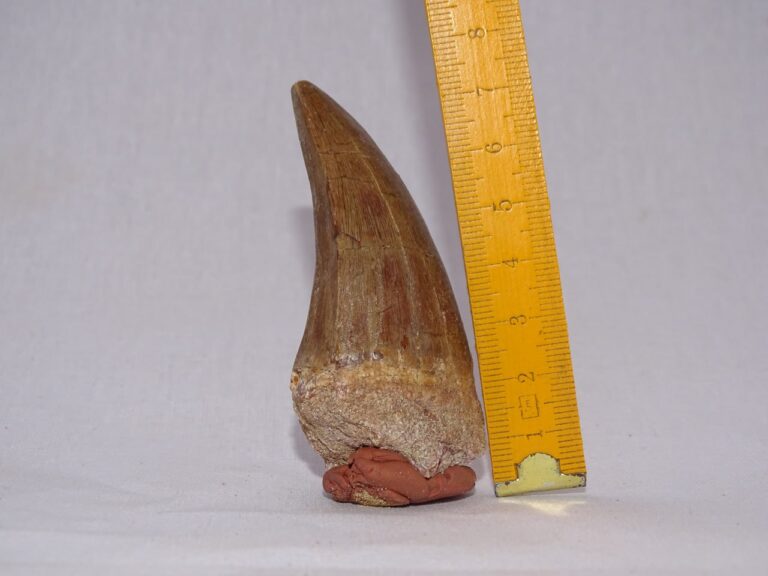 Incredible Mosasaurus Beaugei Tooth 3 Natural Fossil Fossil Natural