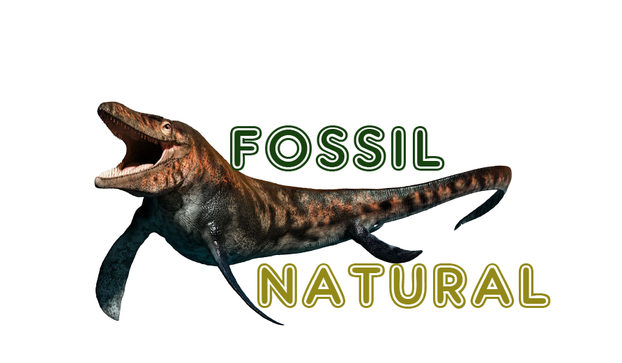 fossil natural