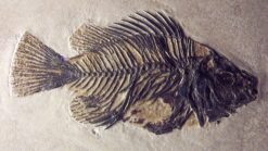 Fish Fossil