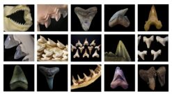 Shark Fossils