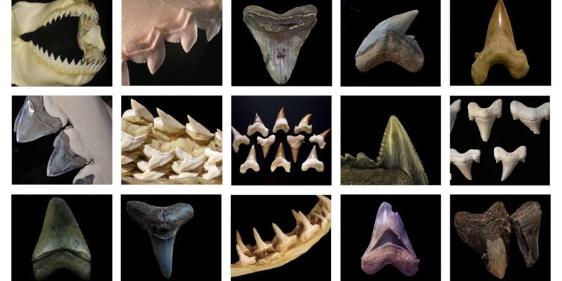 Shark Fossils